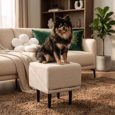 2-in-1 Pet Ramp and Step Stool