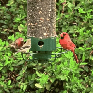 Squirrel Proof Bird Feeder with Spinning Perch